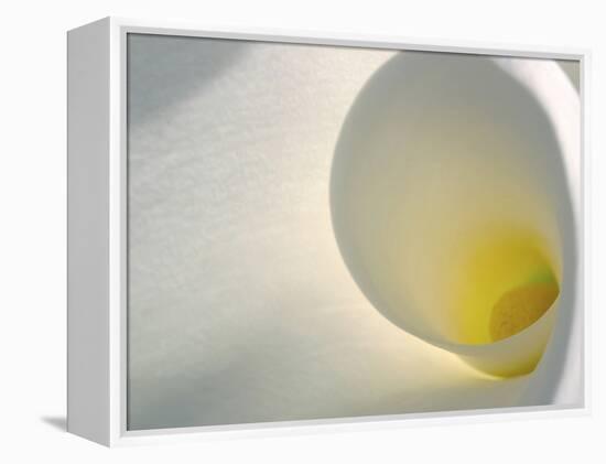 White Calla Lily Abstract-Anna Miller-Framed Premier Image Canvas