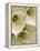 White Calla Lily Abstract-Anna Miller-Framed Premier Image Canvas