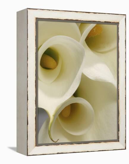 White Calla Lily Abstract-Anna Miller-Framed Premier Image Canvas