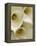 White Calla Lily Abstract-Anna Miller-Framed Premier Image Canvas