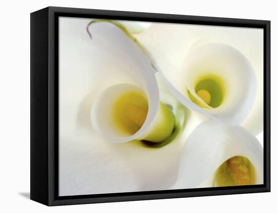 White Calla Lily Abstract-Anna Miller-Framed Premier Image Canvas
