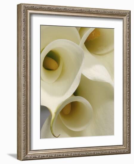 White Calla Lily Abstract-Anna Miller-Framed Photographic Print