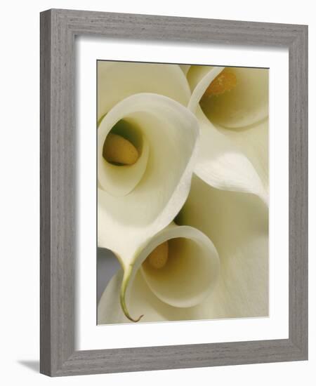 White Calla Lily Abstract-Anna Miller-Framed Photographic Print