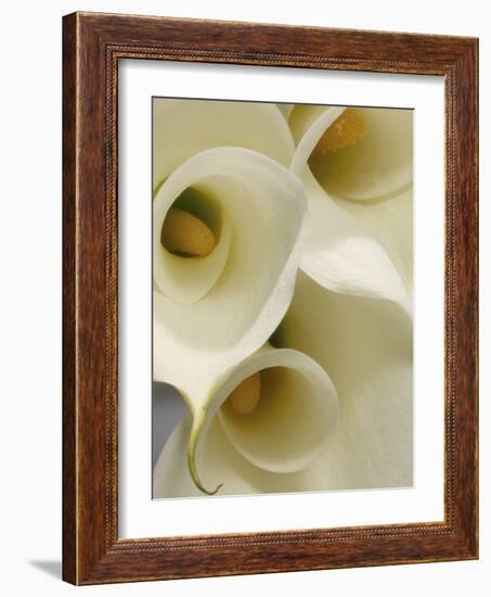 White Calla Lily Abstract-Anna Miller-Framed Photographic Print