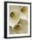 White Calla Lily Abstract-Anna Miller-Framed Photographic Print