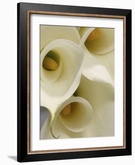 White Calla Lily Abstract-Anna Miller-Framed Photographic Print