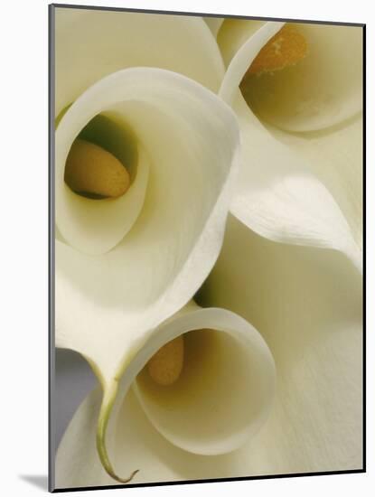 White Calla Lily Abstract-Anna Miller-Mounted Photographic Print