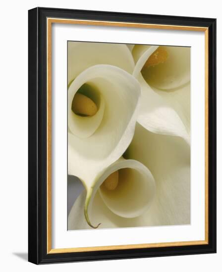 White Calla Lily Abstract-Anna Miller-Framed Photographic Print