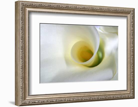 White Calla Lily Abstract-Anna Miller-Framed Photographic Print