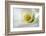 White Calla Lily Abstract-Anna Miller-Framed Photographic Print