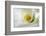 White Calla Lily Abstract-Anna Miller-Framed Photographic Print