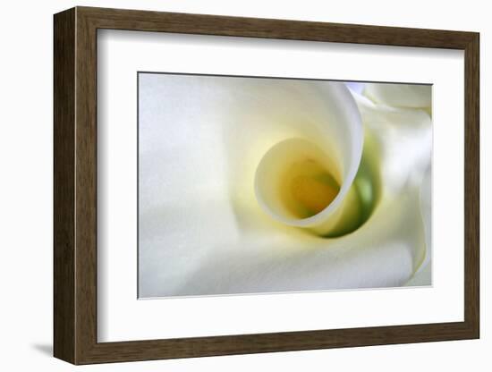 White Calla Lily Abstract-Anna Miller-Framed Photographic Print