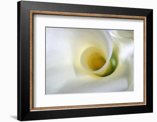 White Calla Lily Abstract-Anna Miller-Framed Photographic Print