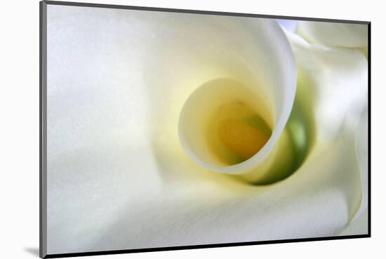 White Calla Lily Abstract-Anna Miller-Mounted Photographic Print