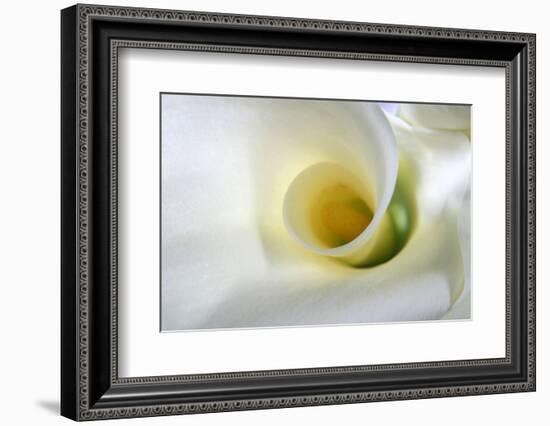 White Calla Lily Abstract-Anna Miller-Framed Photographic Print