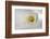 White Calla Lily Abstract-Anna Miller-Framed Photographic Print