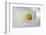 White Calla Lily Abstract-Anna Miller-Framed Photographic Print