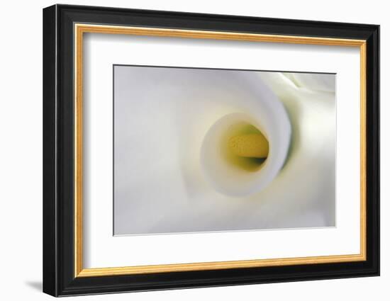 White Calla Lily Abstract-Anna Miller-Framed Photographic Print