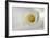 White Calla Lily Abstract-Anna Miller-Framed Photographic Print