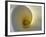 White Calla Lily Abstract-Anna Miller-Framed Photographic Print