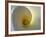 White Calla Lily Abstract-Anna Miller-Framed Photographic Print