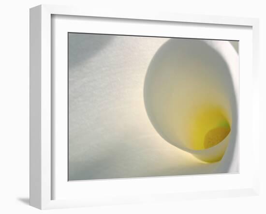 White Calla Lily Abstract-Anna Miller-Framed Photographic Print