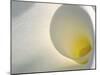 White Calla Lily Abstract-Anna Miller-Mounted Photographic Print