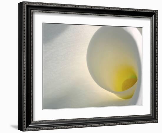 White Calla Lily Abstract-Anna Miller-Framed Photographic Print