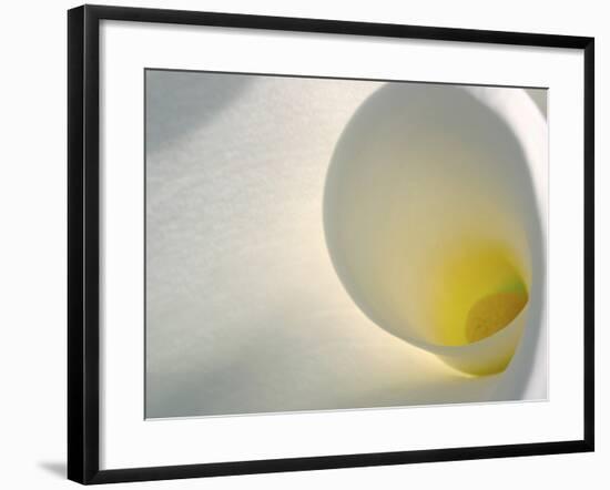 White Calla Lily Abstract-Anna Miller-Framed Photographic Print