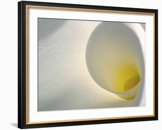 White Calla Lily Abstract-Anna Miller-Framed Photographic Print