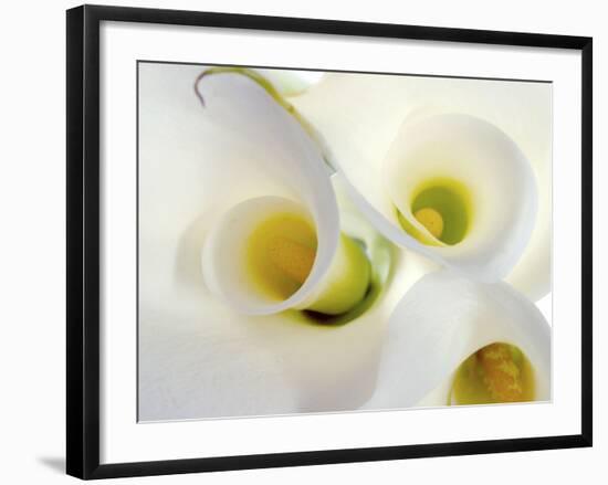 White Calla Lily Abstract-Anna Miller-Framed Photographic Print