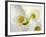 White Calla Lily Abstract-Anna Miller-Framed Photographic Print