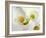 White Calla Lily Abstract-Anna Miller-Framed Photographic Print