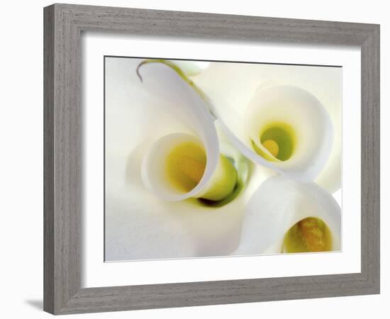 White Calla Lily Abstract-Anna Miller-Framed Photographic Print