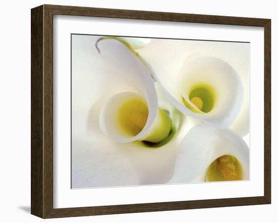 White Calla Lily Abstract-Anna Miller-Framed Photographic Print