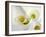 White Calla Lily Abstract-Anna Miller-Framed Photographic Print