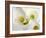 White Calla Lily Abstract-Anna Miller-Framed Photographic Print