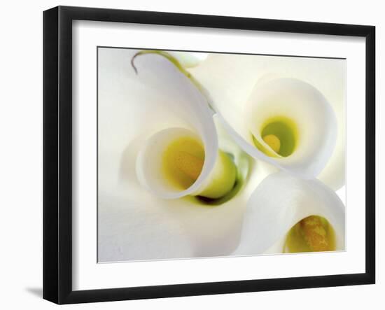 White Calla Lily Abstract-Anna Miller-Framed Photographic Print