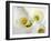 White Calla Lily Abstract-Anna Miller-Framed Photographic Print