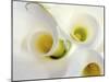 White Calla Lily Abstract-Anna Miller-Mounted Photographic Print