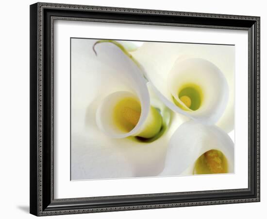 White Calla Lily Abstract-Anna Miller-Framed Photographic Print