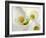 White Calla Lily Abstract-Anna Miller-Framed Photographic Print