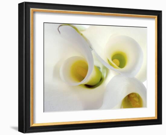 White Calla Lily Abstract-Anna Miller-Framed Photographic Print