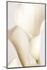 White Calla Lily No 2-1x Studio III-Mounted Photographic Print