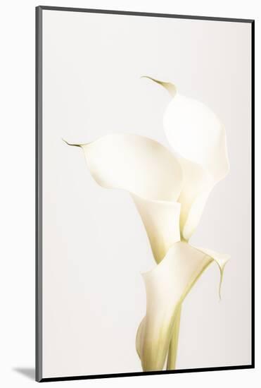 White Calla Lily No 3-1x Studio III-Mounted Photographic Print