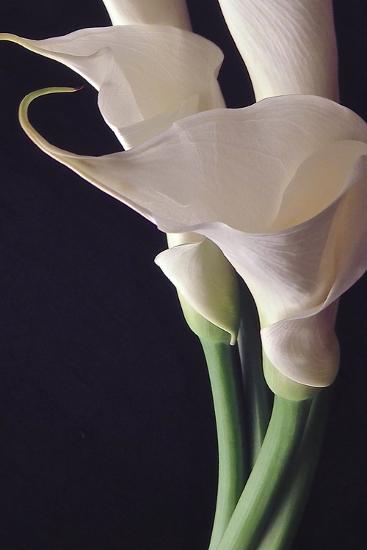 'White Callas II' Photographic Print - Monika Burkhart | Art.com