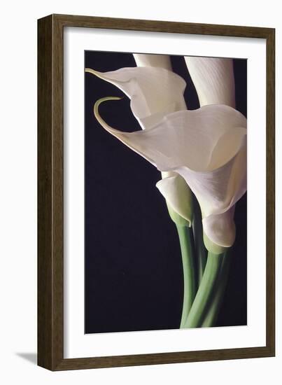 White Callas II-Monika Burkhart-Framed Photographic Print