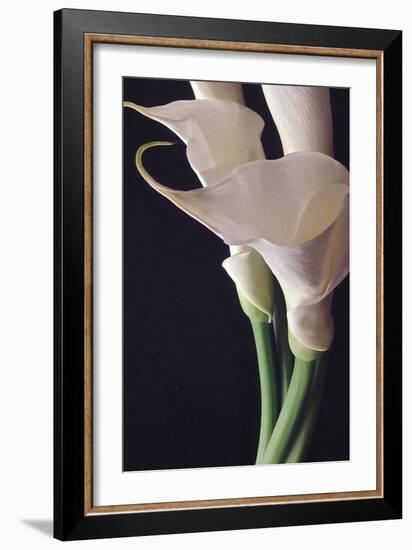 White Callas II-Monika Burkhart-Framed Photographic Print