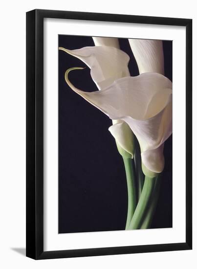 White Callas II-Monika Burkhart-Framed Photographic Print