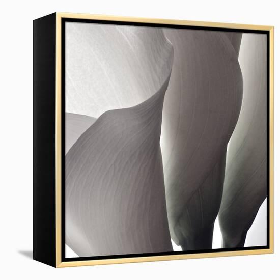 White Callas III-Monika Burkhart-Framed Premier Image Canvas